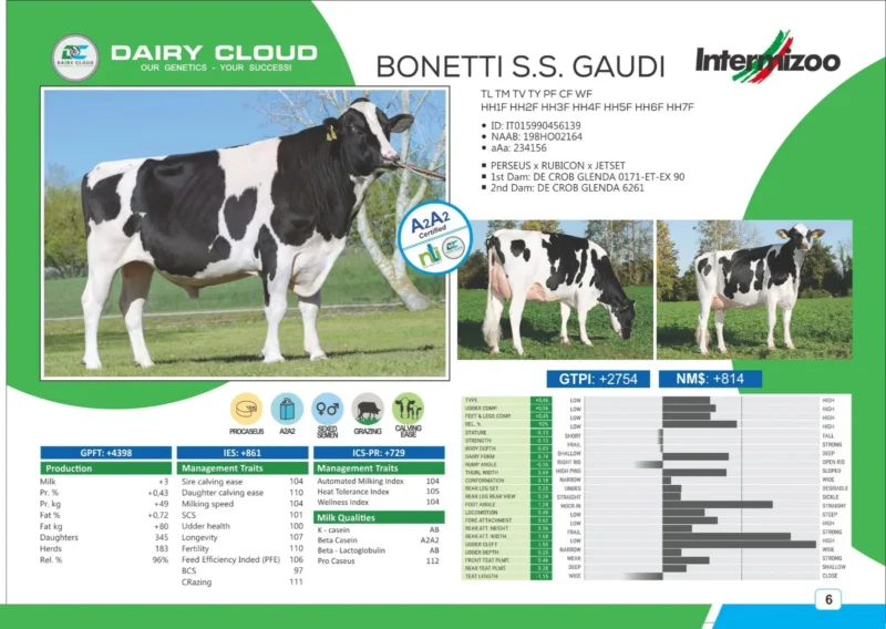 BONETTI-S.S-GAUDI
